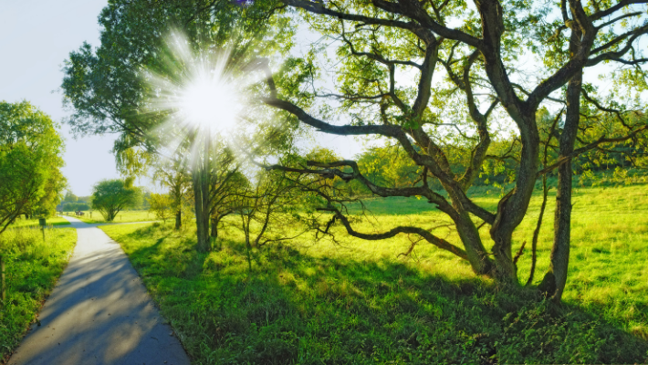 natuur - natuurbegraafplaats - ecologisch - duurzaam - rememberme belgium - bome - groen